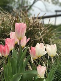 Close-up of pink flowers