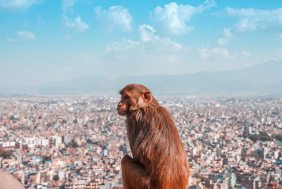 Monkey looking over city
