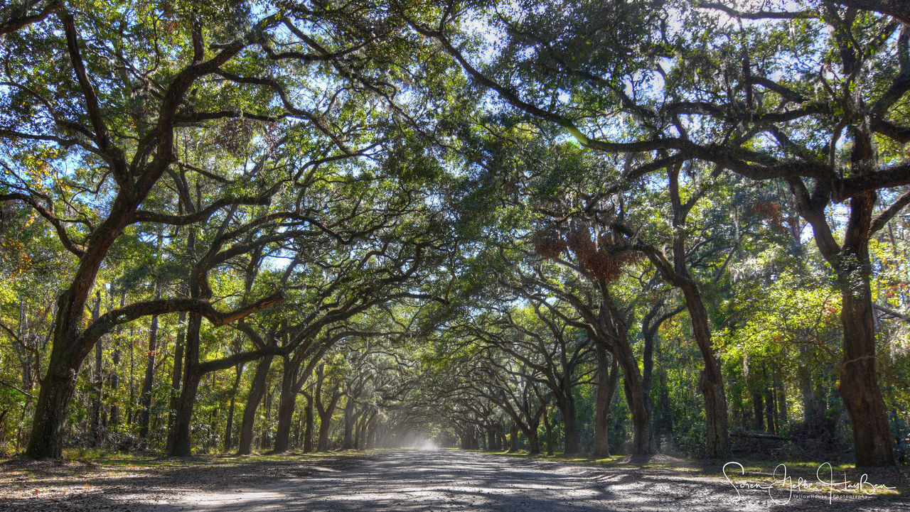 SCENIC VIEW OF TREES AGAINST THE SKY