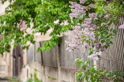 Close-up of purple flowering plant