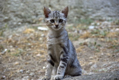 Portrait of cat sitting outdoors