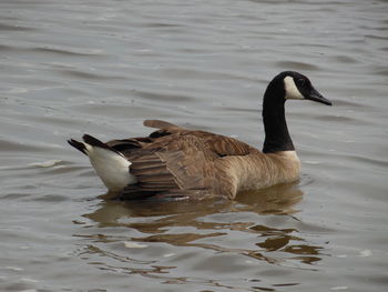 Duck swimming in lake