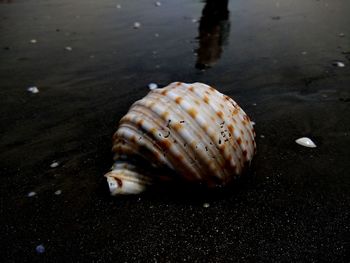 Close-up of seashell on beach