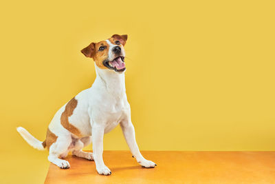 Dog standing against yellow background