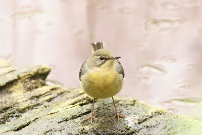 Close-up of gray wagtail perching on rock