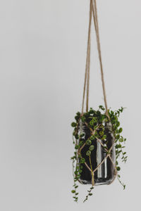 Close-up of tied up hanging over white background