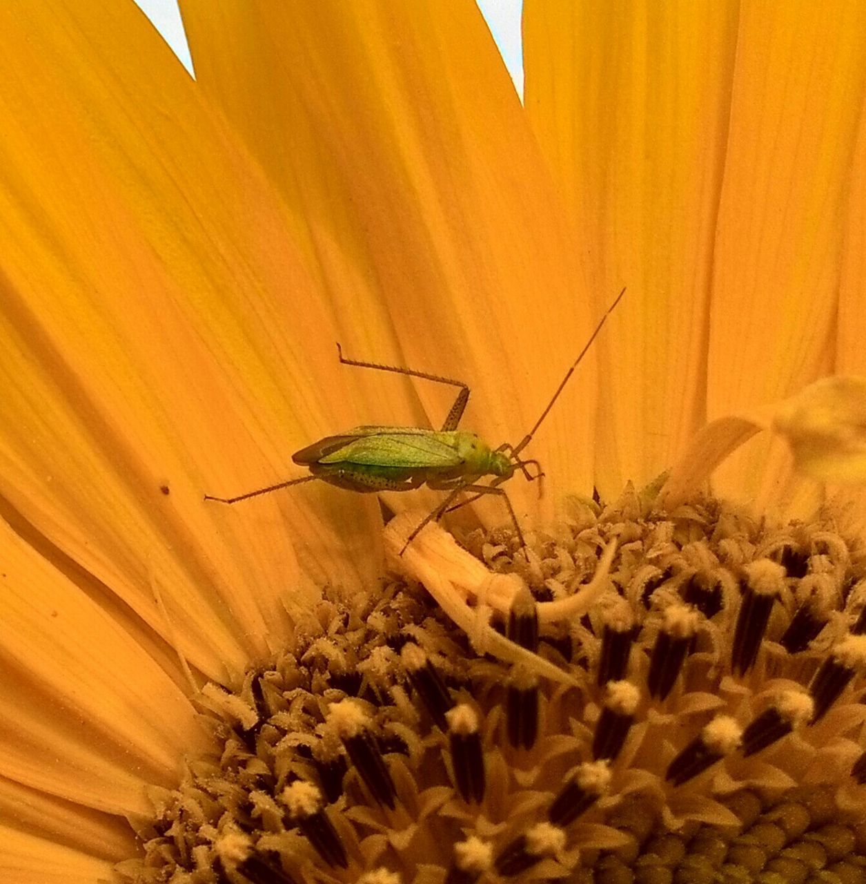 one animal, animal themes, animals in the wild, insect, wildlife, flower, close-up, nature, plant, fragility, growth, beauty in nature, petal, yellow, selective focus, indoors, day, bee, no people, perching