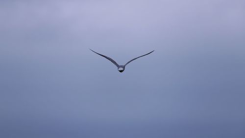 Low angle view of bird flying in sky