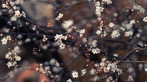 Close-up of cherry blossom on tree