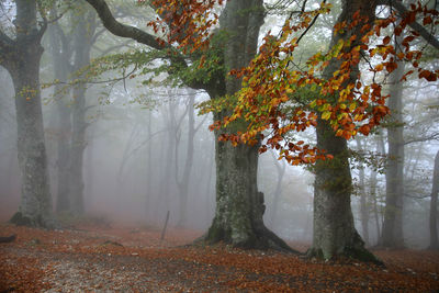 Trees growing in forest during autumn