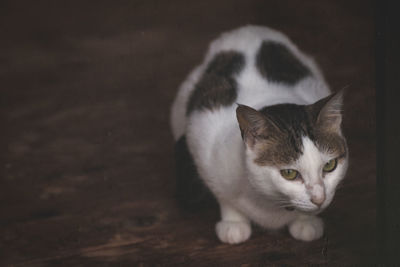 Portrait of cat