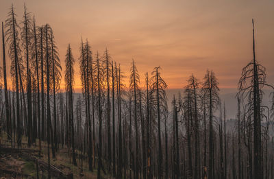 Burned trees on hillside in california after devastating wildfire.