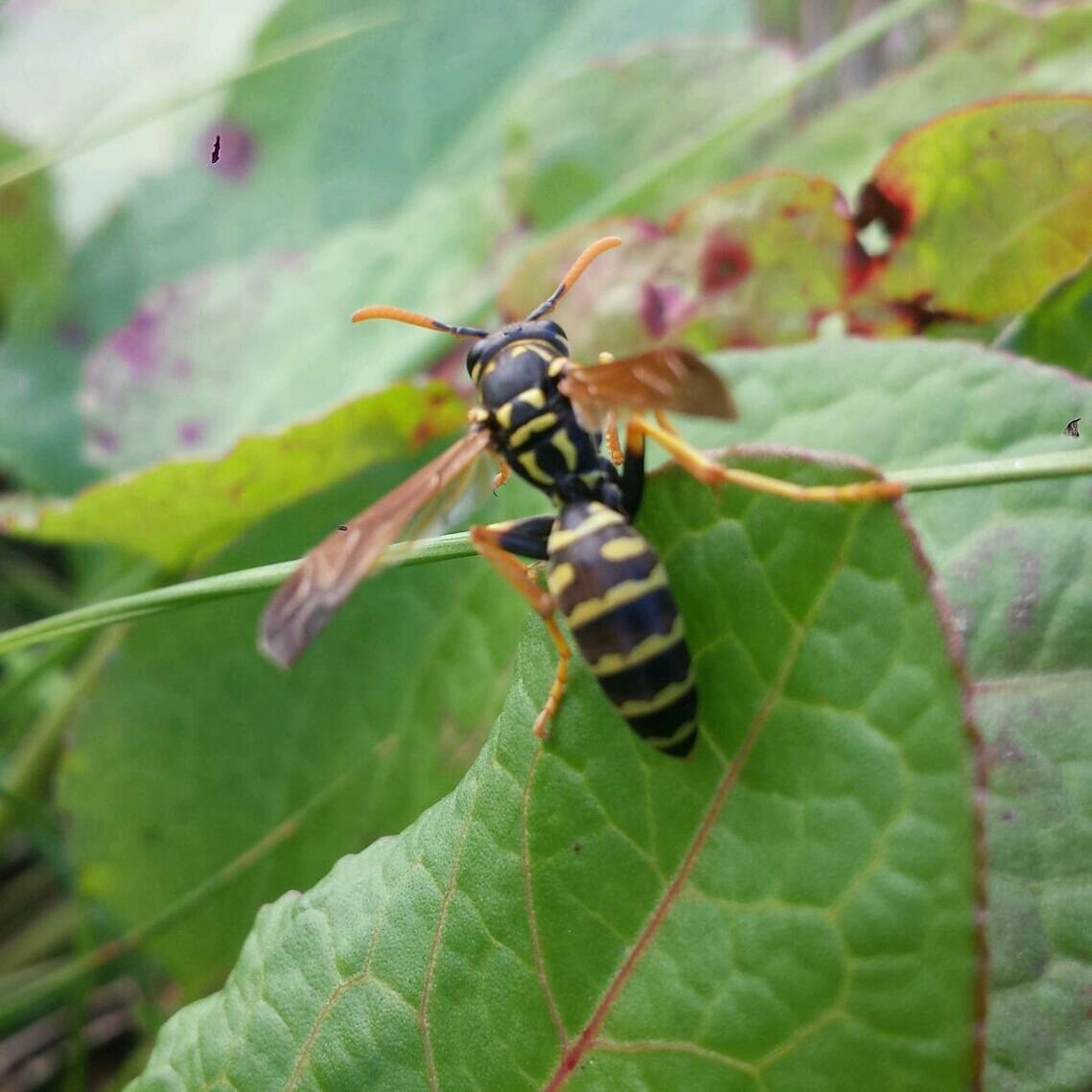 insect, animal themes, one animal, animals in the wild, wildlife, leaf, close-up, animal markings, focus on foreground, butterfly - insect, butterfly, natural pattern, green color, plant, nature, animal wing, selective focus, beauty in nature, animal antenna, outdoors