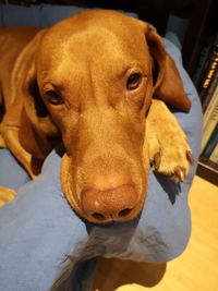 Portrait of dog looking at home