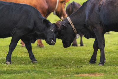 Close-up of two calves playing headbutting each other in the middle of a green meadow in freedom