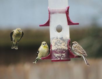 Close-up of birds perching on a feeder