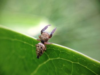 Close-up of insect on leaf