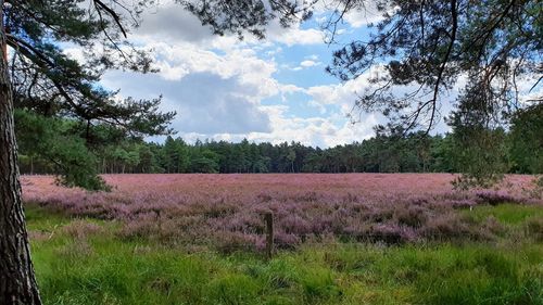 Scenic view of field against sky