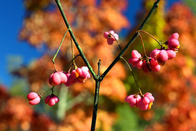 Close-up of pink flowering plant