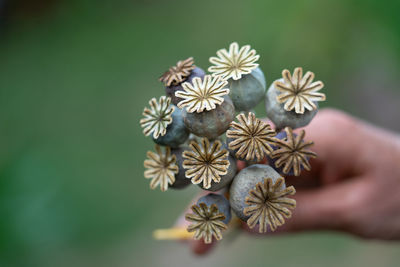 Close-up of hand flowers