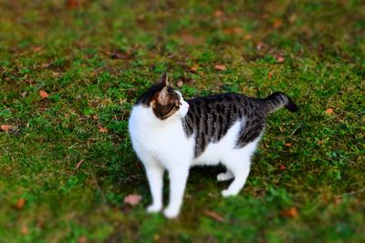 Cat on field