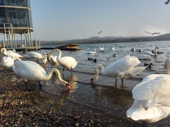 Flock of seagulls on beach