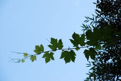 Low angle view of plant against clear blue sky
