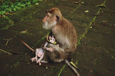 Close-up of monkey with infant sitting on footpath