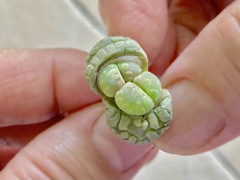 Close-up of person holding leaf