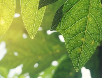 Close-up of green leaves