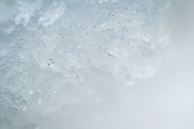 Close-up of snow on plant