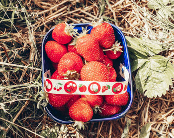 High angle view of strawberries in container on field