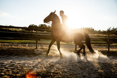 Side view of adult male riding stallion on sandy land with dust under shiny sky in back lit