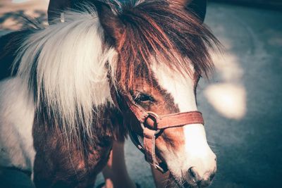 Close-up of a horse