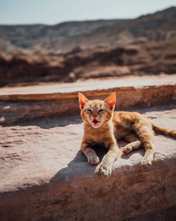 Portrait of a cat on the beach