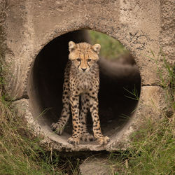 Cheetah sitting in tunnel