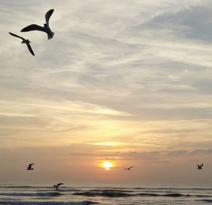 Seagulls flying over sea against sky during sunset