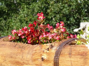 Close-up of flowers against blurred background