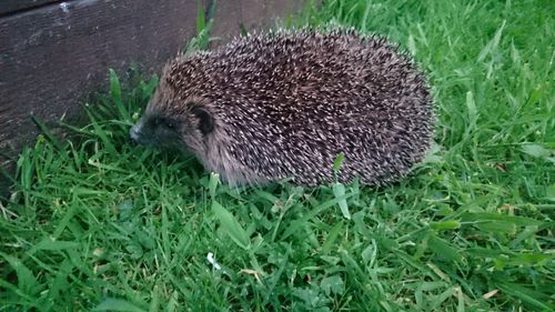 High angle view of snake on grass