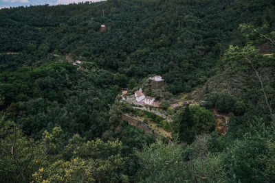 High angle view of trees and plants growing on mountain