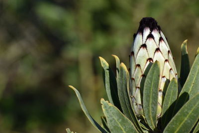 Close-up of butterfly on plant
