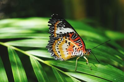 Butterfly on leaf