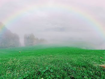 Scenic view of grassy field against sky