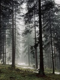 Trees in forest