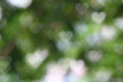 Defocused image of tree