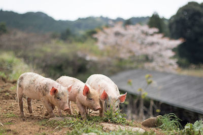 Pigs standing on field against mountain at farm