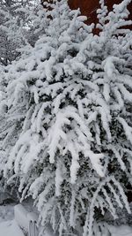 Close-up of snow covered landscape