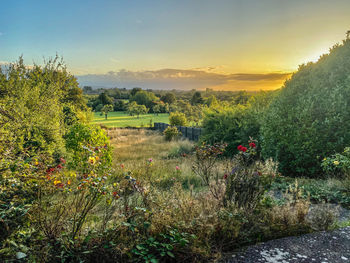 Scenic view of field against sky during sunset