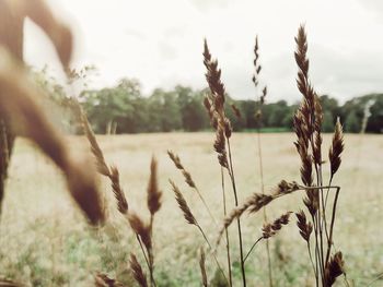 Close-up of stalks in field against sky