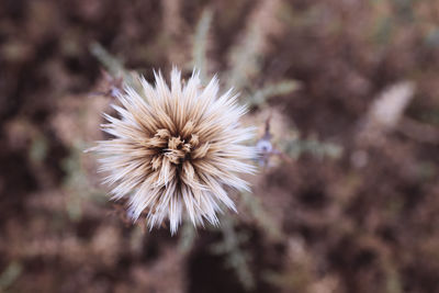 Close-up of flower growing outdoors